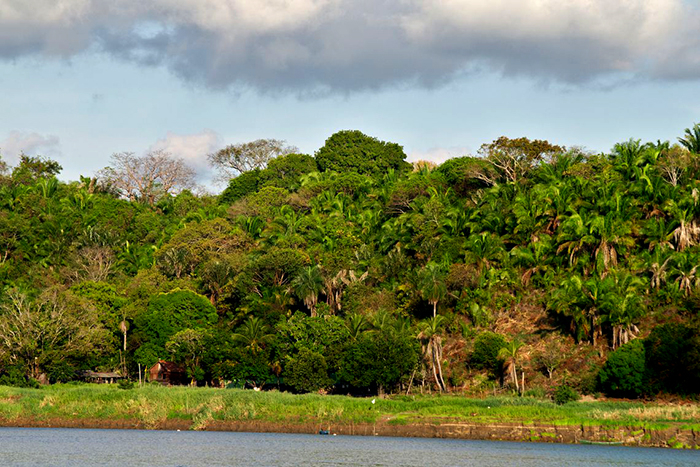 Visão geral da floresta estudada