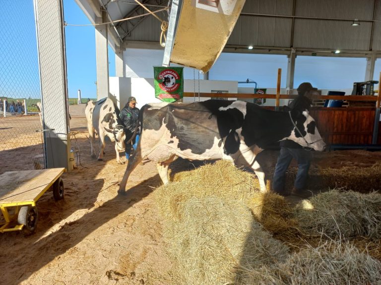 animais expoagro cotricampo