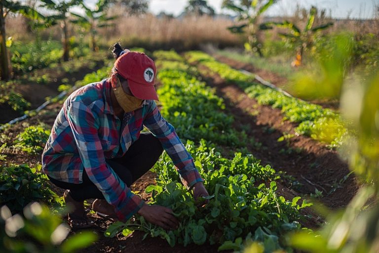 reforma agrária