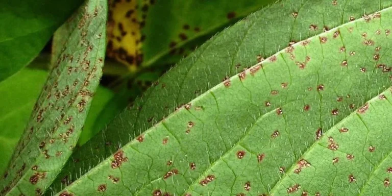 ferrugem asiatica