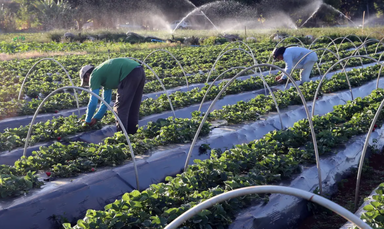 agricultura familiar hortigranjeiros