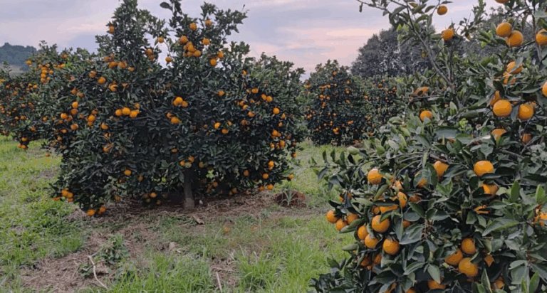Laranjas