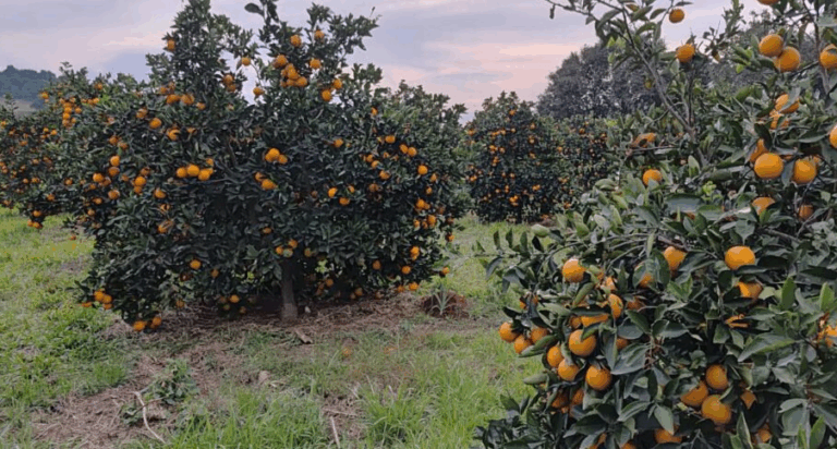 Laranjas