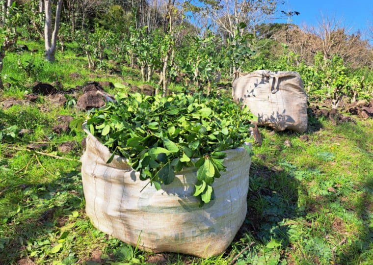 Erva Mate Emater