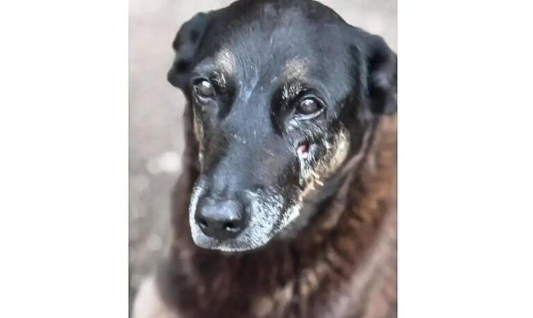 cao-orelha-de-praia-brava