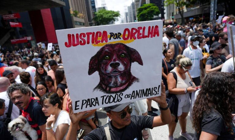2026-02-01t201838z_1320438574_rc22dja8y3s7_rtrmadp_3_brazil-protest-animal-rights
