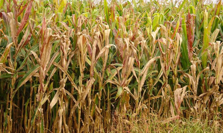 cigarrinha-do-milho03