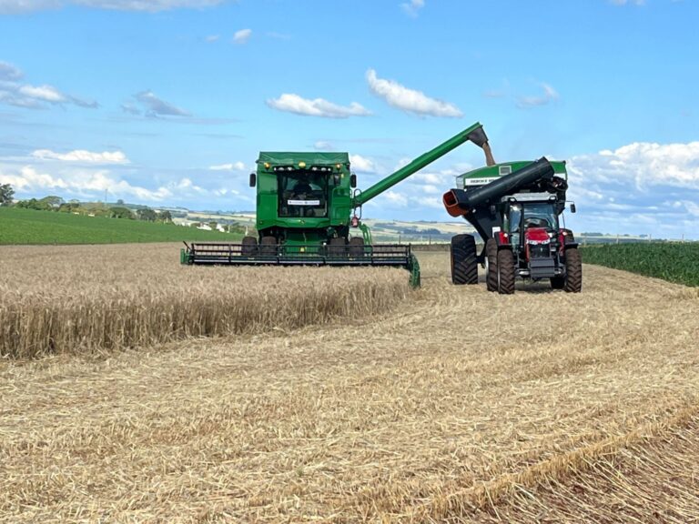 Abertura Colheita Trigo 14