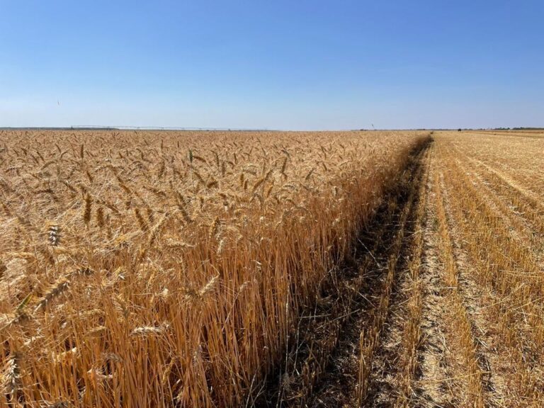 fecoagro